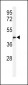 M11D1 Antibody  (N-term)